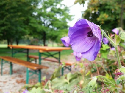 照片: Hof-Biergarten Grenzebach